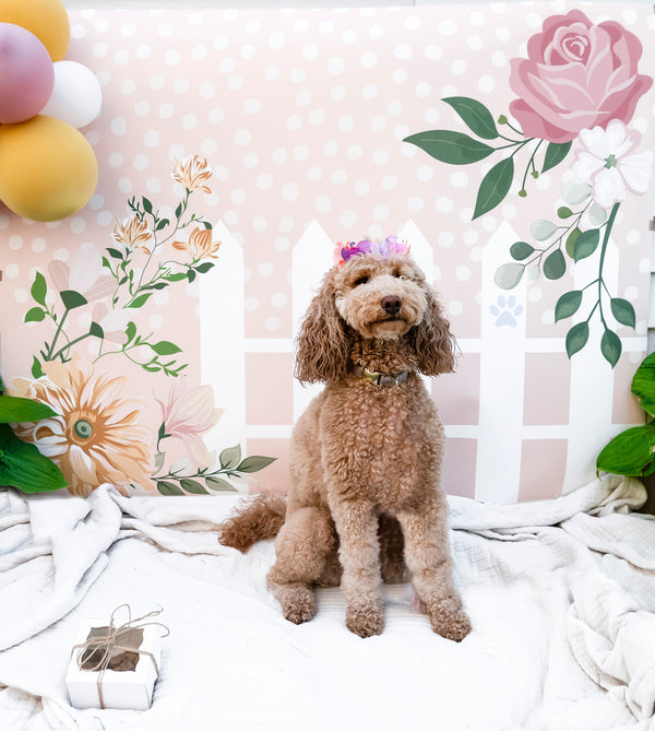 Throw Your Pup a Gotcha Day Party